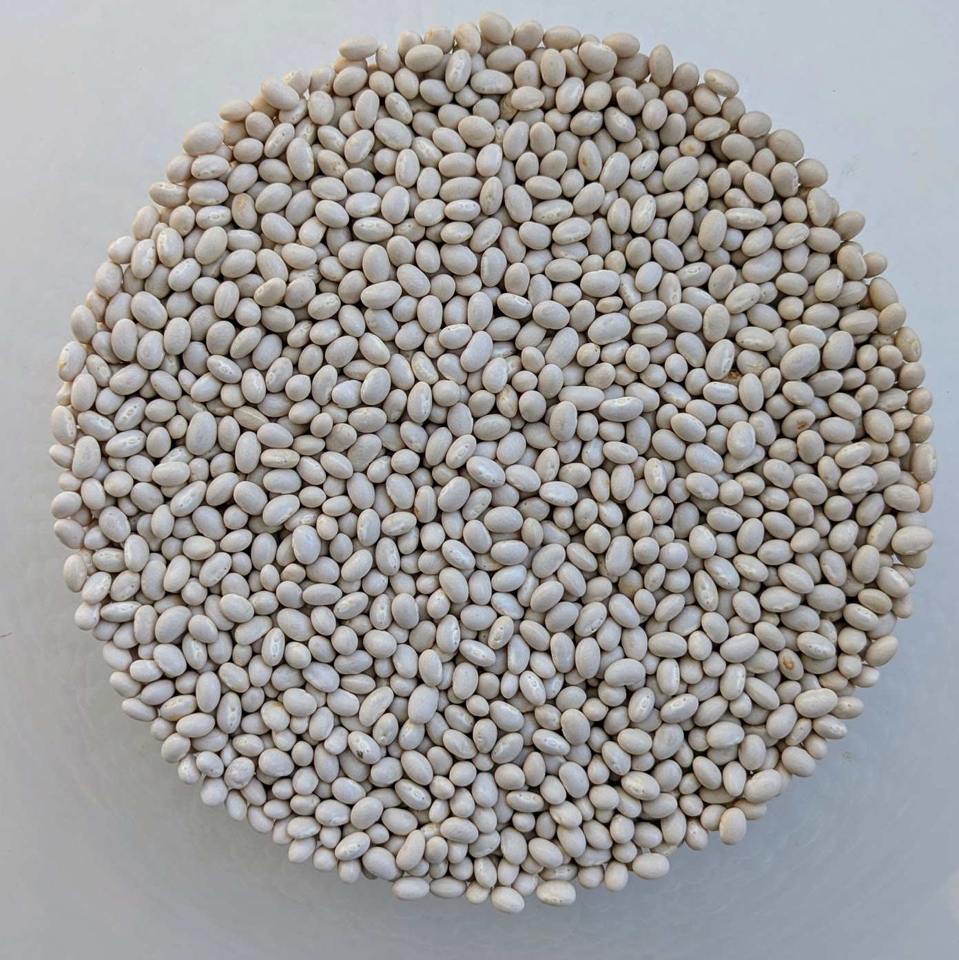 White Pea Bean (Awash 3)